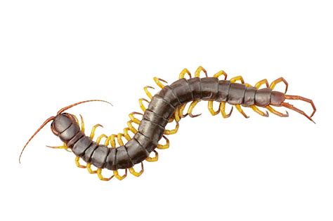 Isolated Centipedes Or Chilopoda On White Background Venom, Detail, Danger, Space PNG ...