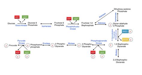 What is the Difference Between Aerobic and Anaerobic Glycolysis - Pediaa.Com