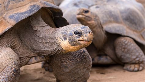 Galápagos tortoise | San Diego Zoo Kids