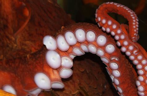 How Many Suction Cups Does an Octopus Have? - American Oceans