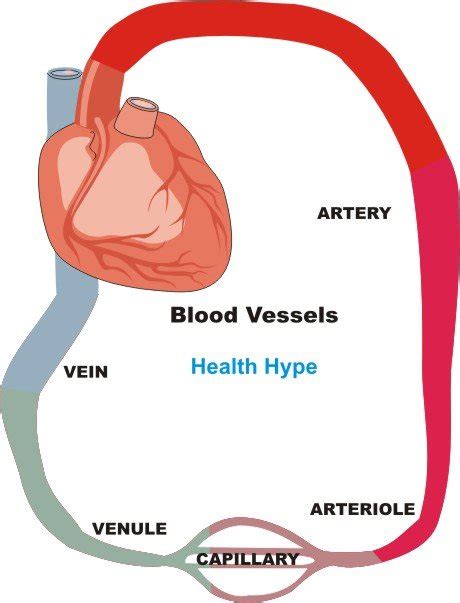 Blood Vessels (Artery, Vein) Structure, Function, Inflammation ...