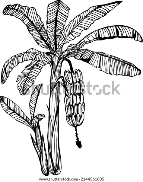 Banana Tree Hand Drawing Engraving Ink Stock Vector (Royalty Free ...