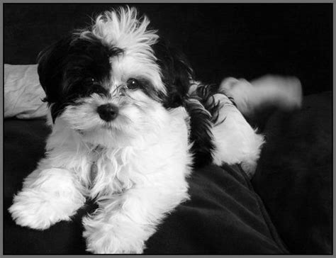 Small Black Dog Breeds | Small Dog Breeds Black And White | dogs | Pinterest | Small dog breeds ...
