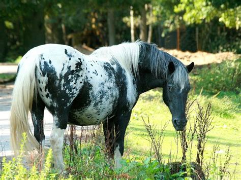 Interesting markings. A paint/Appaloosa cross? | Equine Beauties ...