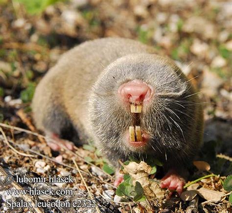 Spalax leucodon Nannospalax Lesser Mole Rat Unkarinsokkohiiri ...