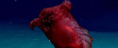 Scientists Capture Rare Footage of a 'Headless Chicken Monster' in The Depths of The Southern ...