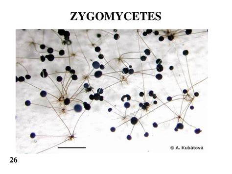 PPT - ZYGOMYCETES PowerPoint Presentation, free download - ID:3378517