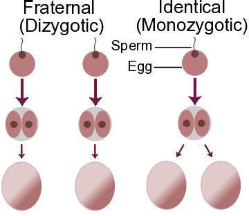 Genetics and Beyond: Identical or fraternal twins?