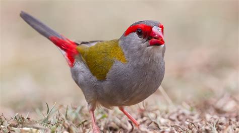 Red-browed Finch - BirdLife Australia