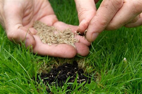 How to Weed and Reseed a Lawn - BBC Gardeners World Magazine