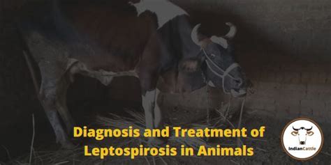 Diagnosis and Treatment of Leptospirosis in Animals » Health Management