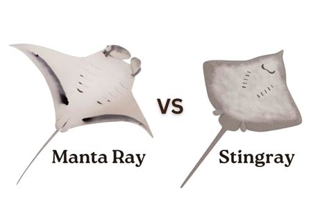 Manta Ray vs. Stingray: What’s the Difference?