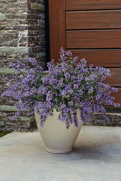 Best Perennials To Grow In Containers In 2023