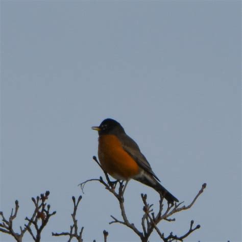 03/04/2020 Robin Migration Kicks into Full Gear