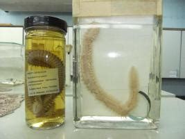 Annelids | The Department of Life Sciences