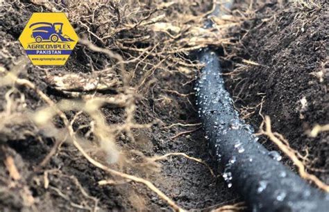 Subsurface Drip Irrigation: The Comprehensive Guide To Underground ...