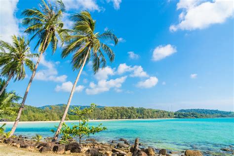 Coconut palm trees on the beach 2088009 Stock Photo at Vecteezy