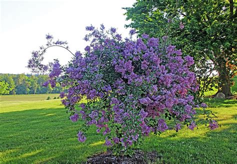 Weeping Lilac Photograph by Debbie Oppermann | Pixels