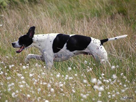 10 Best Hound Breeds for Following a Scent