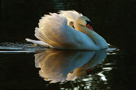 Swan Mom and Baby Photograph by Janet Chung - Pixels