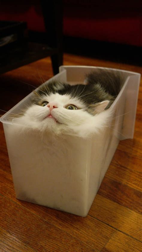 Cats are liquid - 9GAG