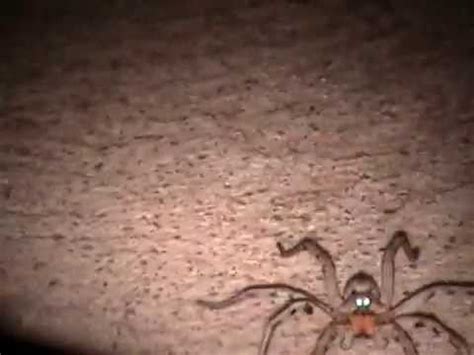 Huge Wolf Spider with Glowing Eyes Wolf Spider, Huge, Glow, Eyes ...