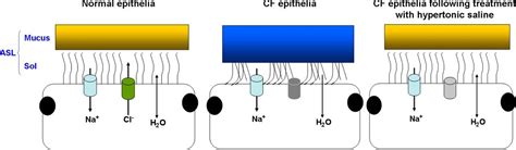 Understanding the cellular mechanism for inhaled hyperosmotic saline therapy for patients with ...