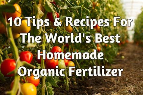 10 Tips & Recipes For The World's Best Homemade Organic Fertilizer