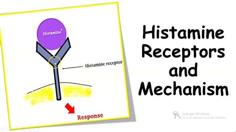 HISTAMINE RECEPTORS AND MECHANISM OF ACTION - YouTube