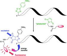 Fluorogenic “photoclick” labelling of DNA using a Cy3 dye - Organic & Biomolecular Chemistry ...