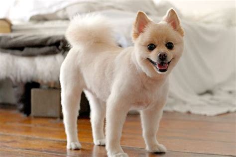 Pomeranian with a husky cut | Doggies | Pinterest