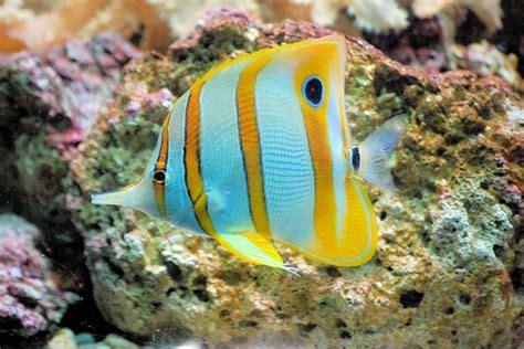 Butterflyfish Fish Tropical · Free photo on Pixabay