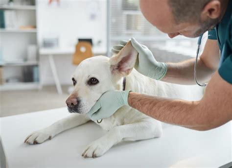 Tetracycline for Dogs | Dog, Pet Medication: PetMD | PetMD