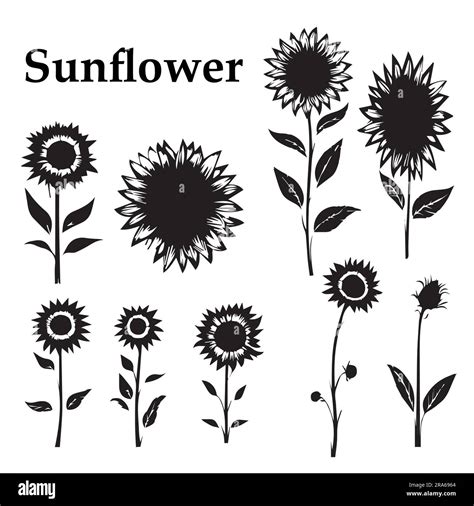 A set of silhouette sunflower vector illustration Stock Vector Image ...