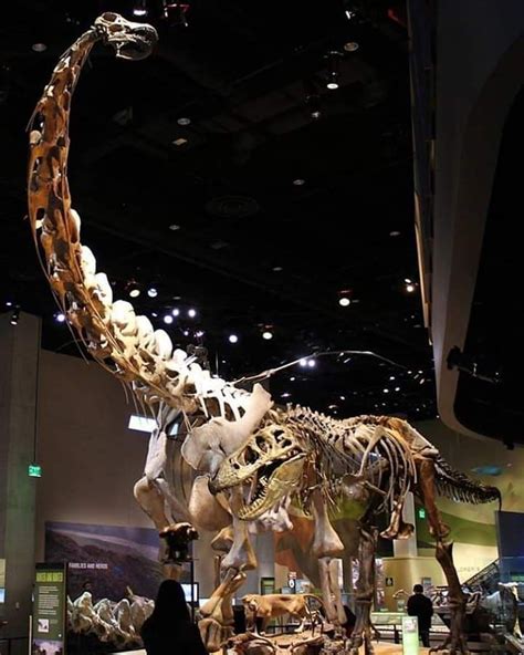 Reconstructed and restored skeletons of Tyrannosaurus rex hunting an Alamosaurus sanjuanensis ...