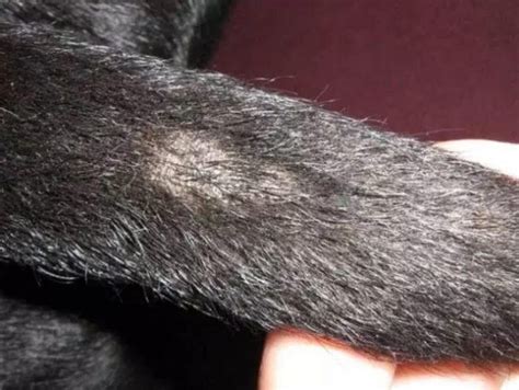 Stud Tail in Cats Causes, Symptoms, and Remedies | Pet Care Advisors