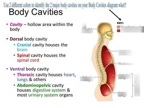 The Dorsal Body Cavity Is The Site Of Which Of The Following Quizlet - Gwerh