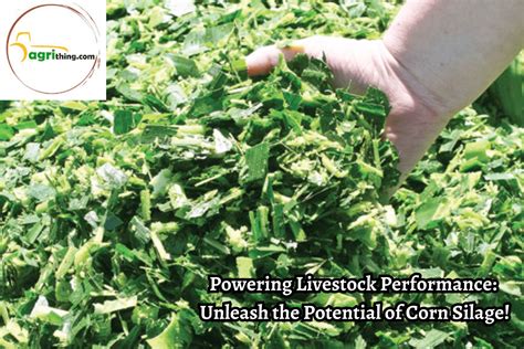 100% Pure Corn Silage: Transform Your Livestock Nutrition - AgriThing.com