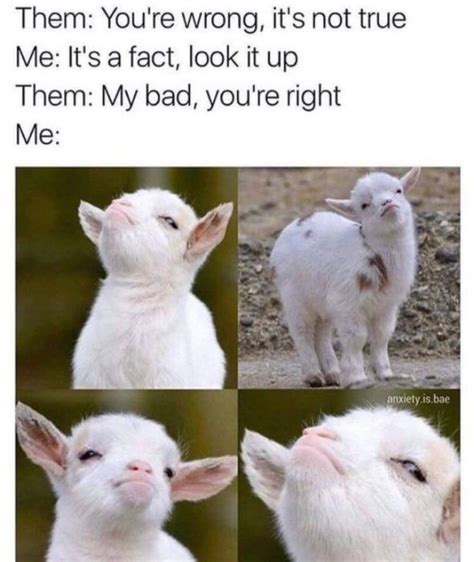 Smug | Funny animal memes, Funny animal jokes, Funny relatable memes