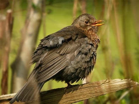 Blackbird female 1600x1200 • Image Album