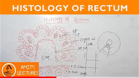 Draw histological diagram of Rectum in 2 minutes | Rapid Histology ...