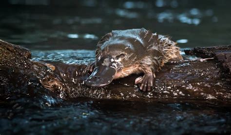 Six of the best places to see platypus - Australian Geographic