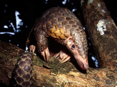 Discovering the Sunda Pangolin: Incredible facts of a species you can ...