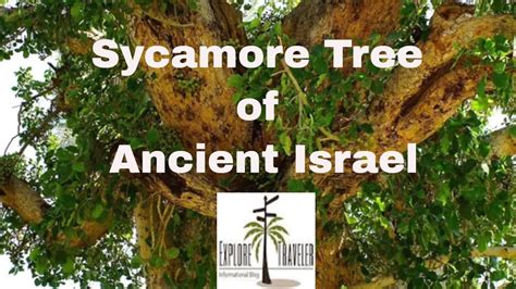 Video Thumbnail: Sycamore Tree In Ancient Jericho Israel - Relaxing ...