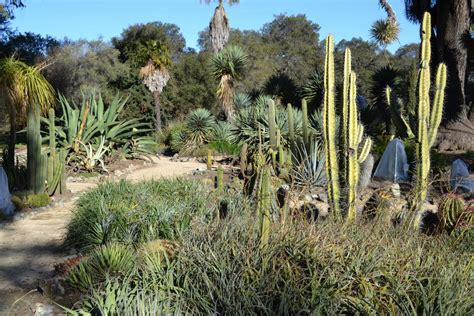 Arizona Cactus Garden