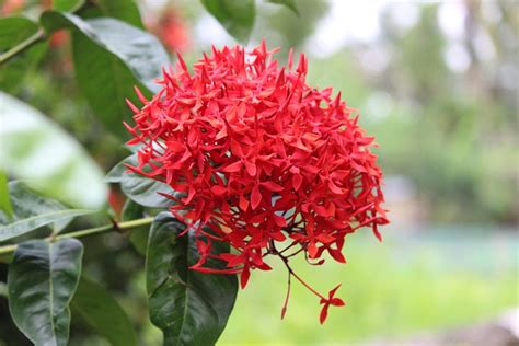 How do you take care of a Ixora plant? - Growing Guide - FlowerAdvisor ...