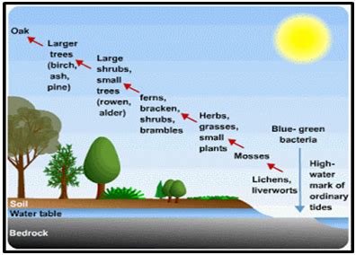 Which ecological process is depicted in the image below