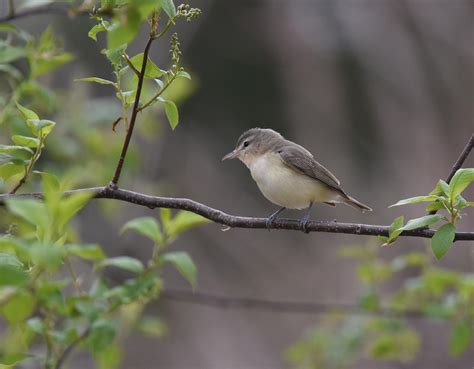 Warbling Vireo | Audubon Field Guide