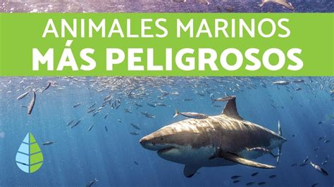 ANIMALES MARINOS PELIGROSOS - 5 Animales MÁS PELIGROSOS del mar - YouTube