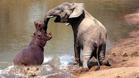 Elephant Vs Hippo